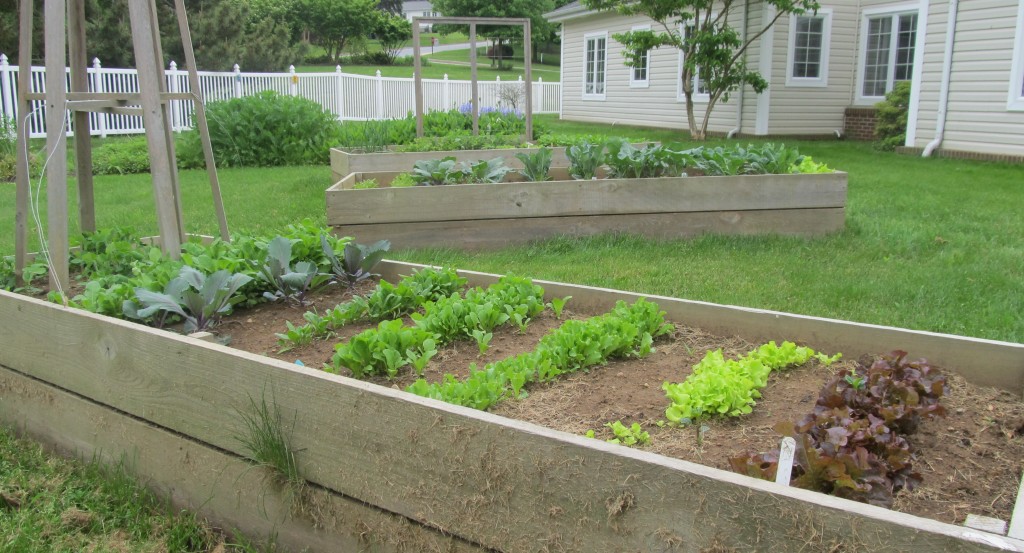 Raised garden bed allows easier access memory care residents