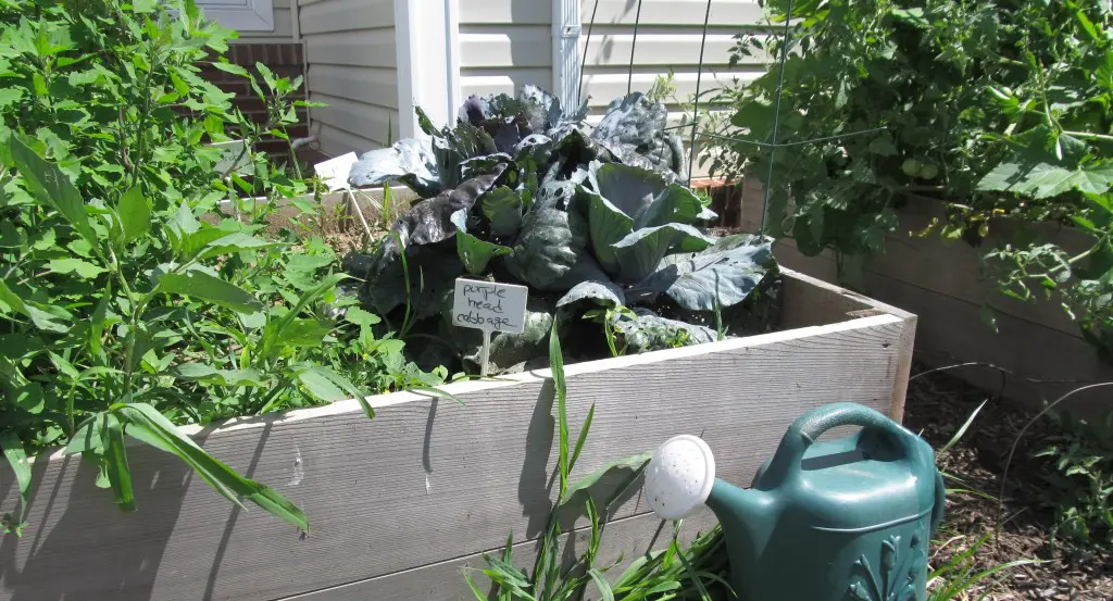 Garden with purple cabbage