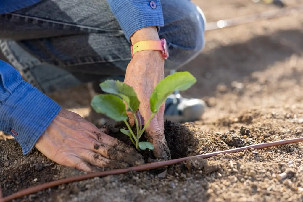 hand with plant in garden
