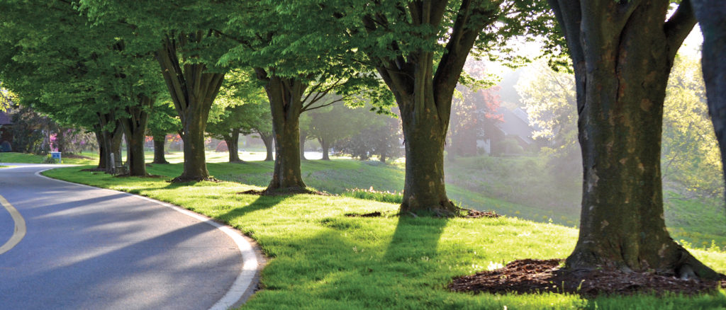 Kendal-Crosslands tree-lined street