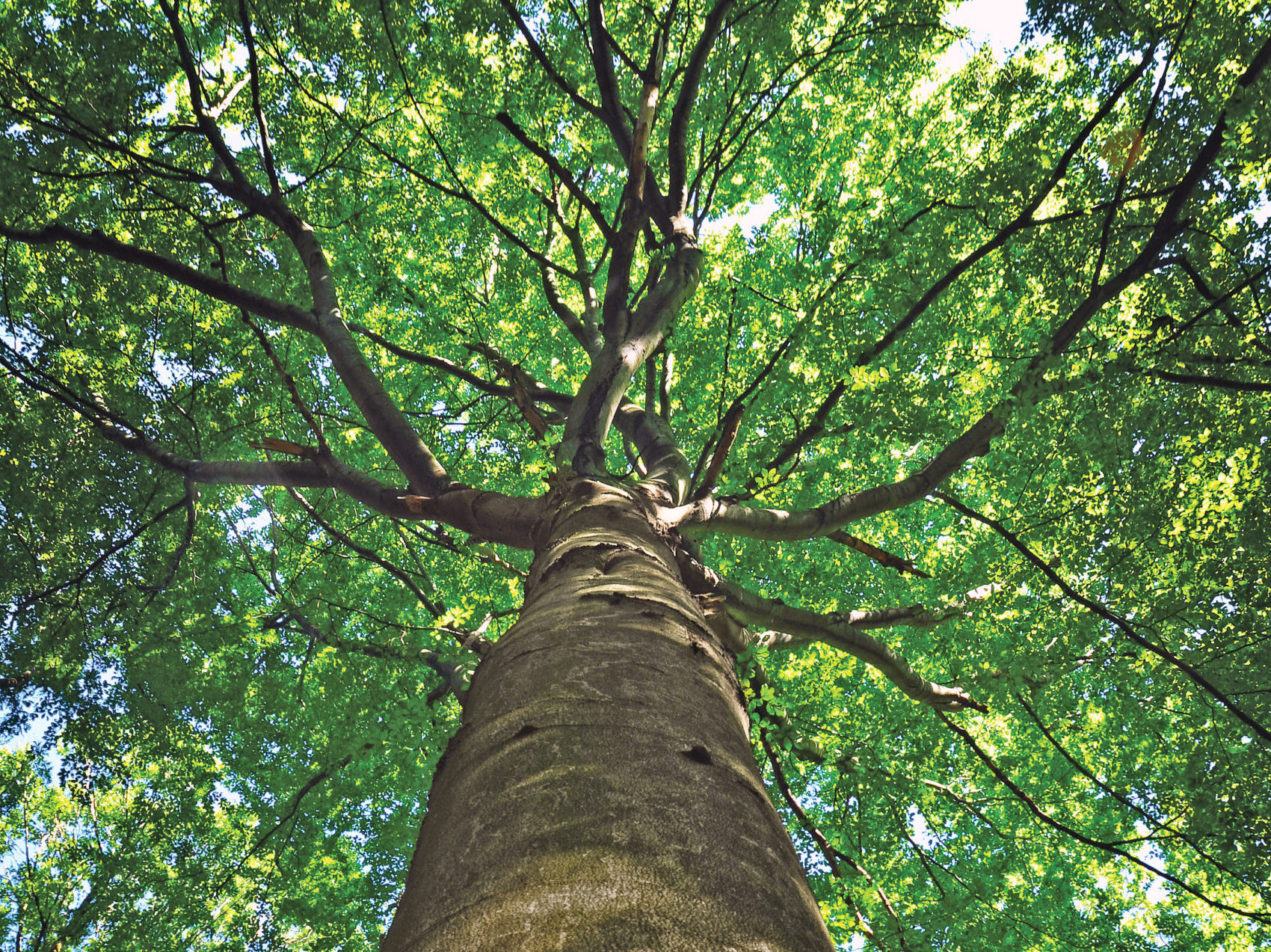 View looking up at tree