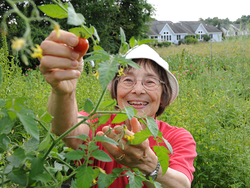 Lathrop resident picking cherry tomato