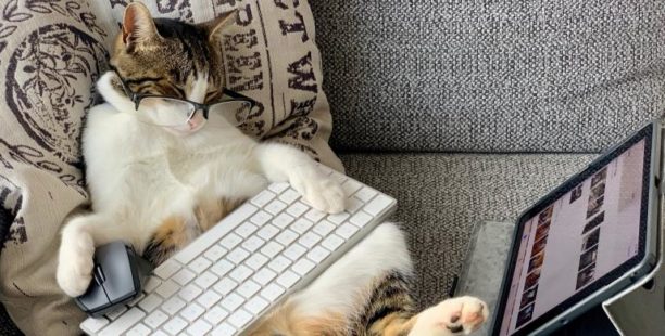 sleeping cat with compute