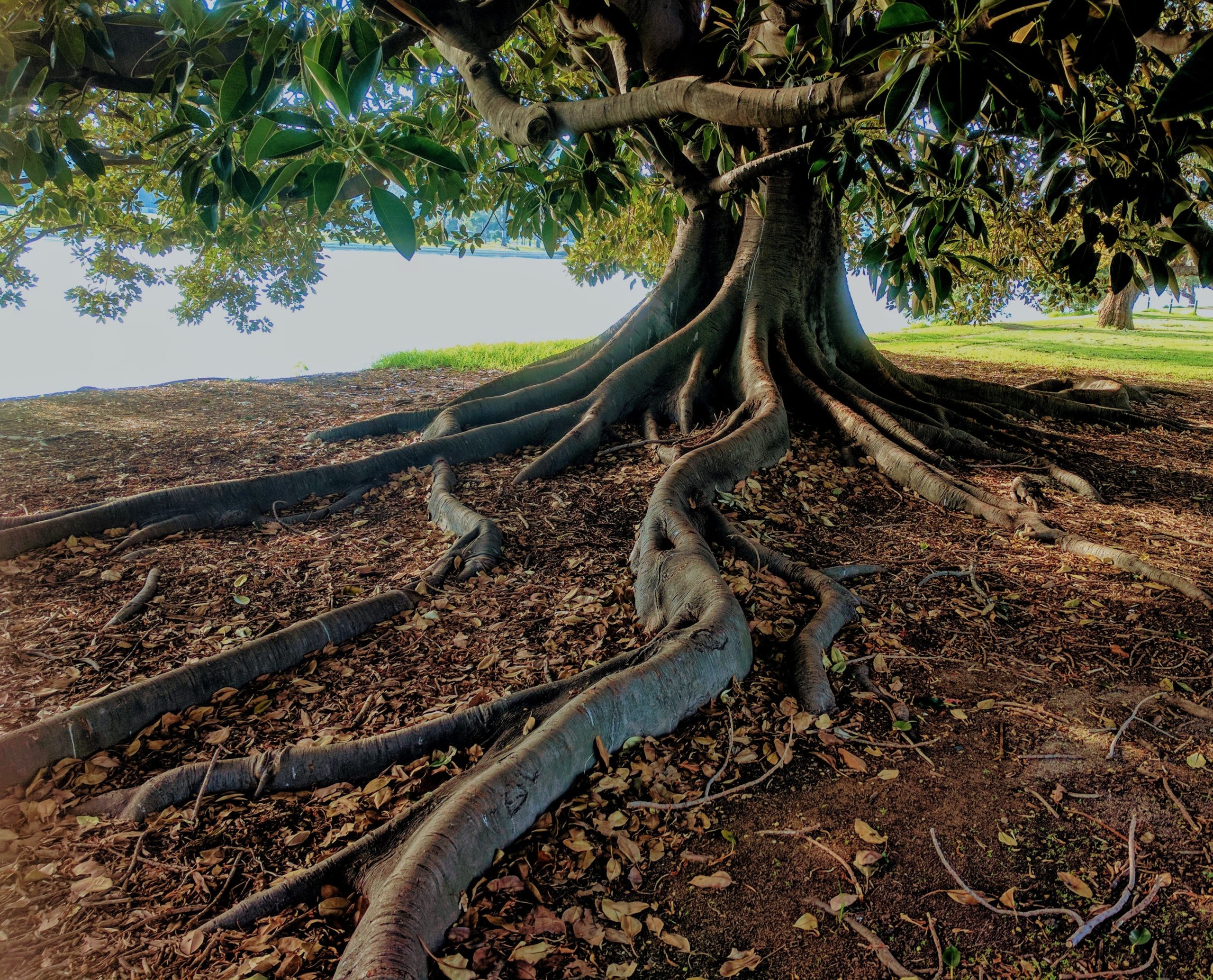 tree roots