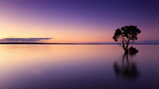 tree in middle of water