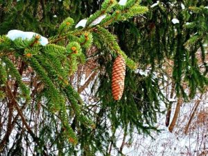 snow on pine tree